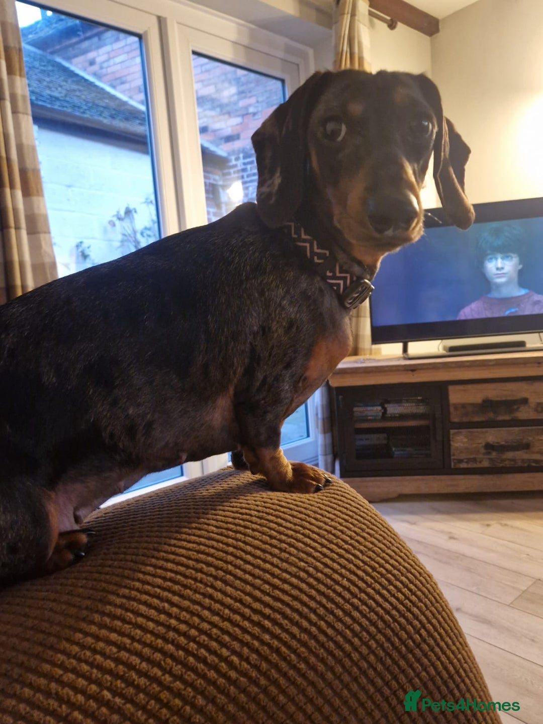 Dachshund dogs for adoption: 💖🐶 Ginny 🐶💖 - Image 6