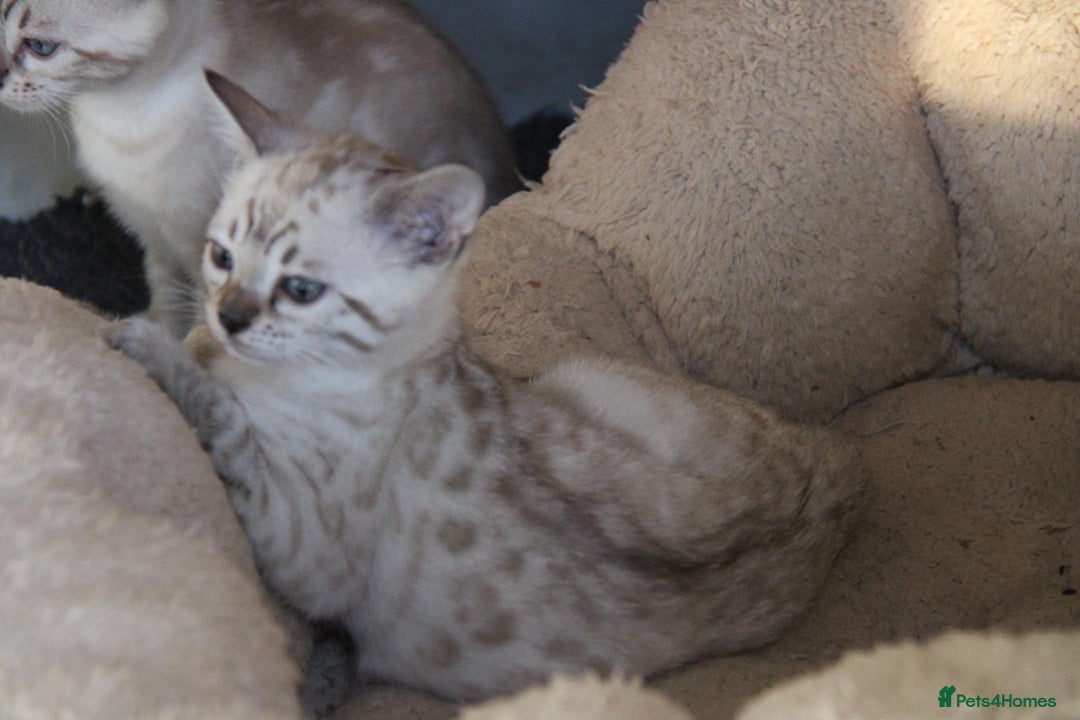 Bengal cats for sale: Bubbling Bengal Kittens For Sale - Advert 2
