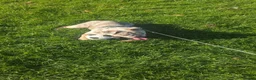 English Bulldog dogs for sale: Narla - Advert 2