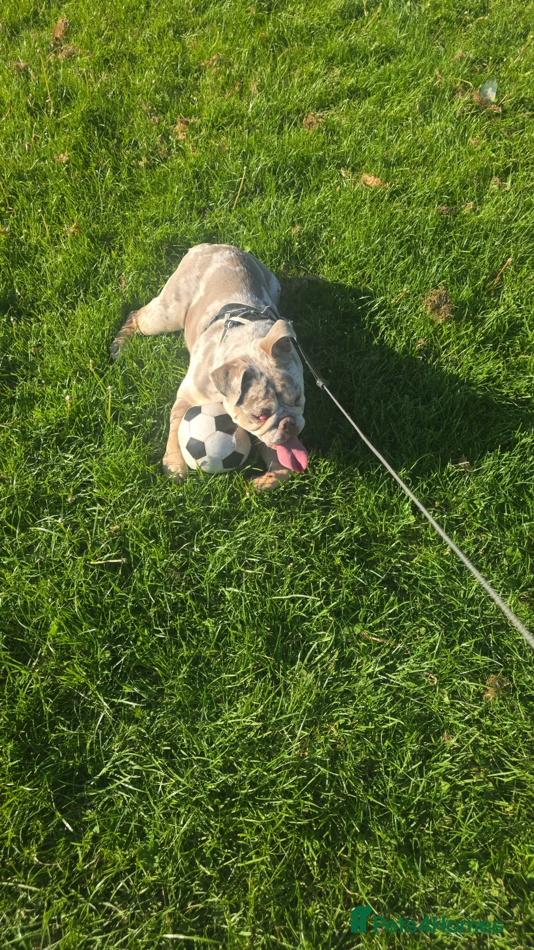 English Bulldog dogs for sale: Narla - Advert 2