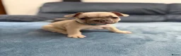French Bulldog dogs for sale: Beautiful frenchie puppies  - Advert 13