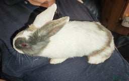 Mixed Breed rabbits for sale: 🐇 RABBITS🐇 Healthy, well-fed pets available now  - Image 3