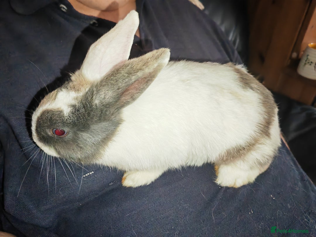 Mixed Breed rabbits for sale: 🐇 RABBITS🐇 Healthy, well-fed pets available now  - Image 3