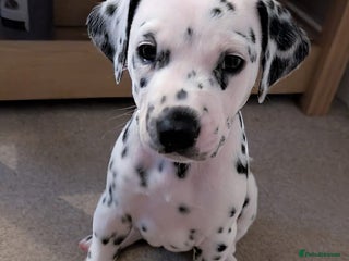 Dalmatian dogs Dalmatian puppies KC registered ready 17th Dec - Advert 3