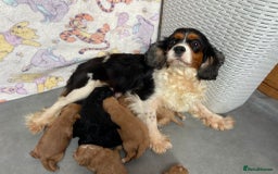 Cavapoo dogs for sale: F1 Health tested Cavapoos  - Image 1