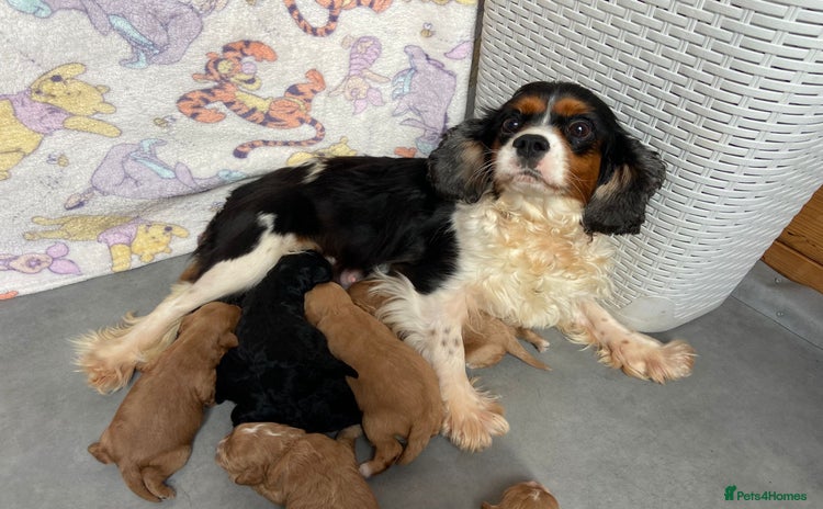 Cavapoo dogs - Advert 3