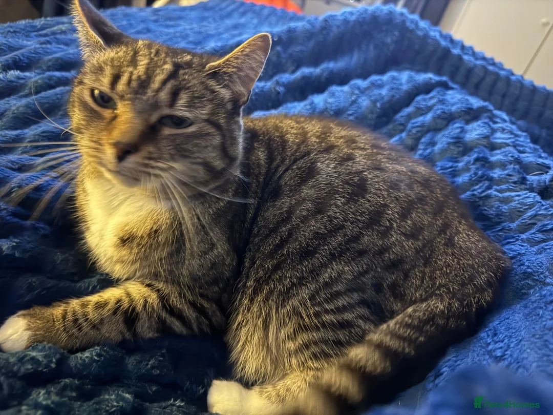 Mixed Breed cats for sale: Maddie - Advert 2