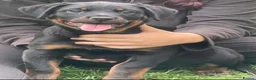 Rottweiler dogs for sale: ADRK German bloodline Rottweiler puppies     - Advert 8