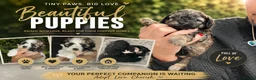 Toy Poodle dogs for sale: LAST BOY 3/4 Toy parti poodle puppy  - Advert 11