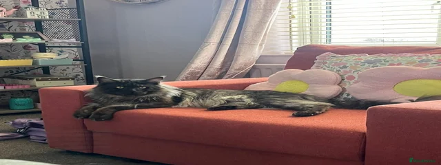 Loki