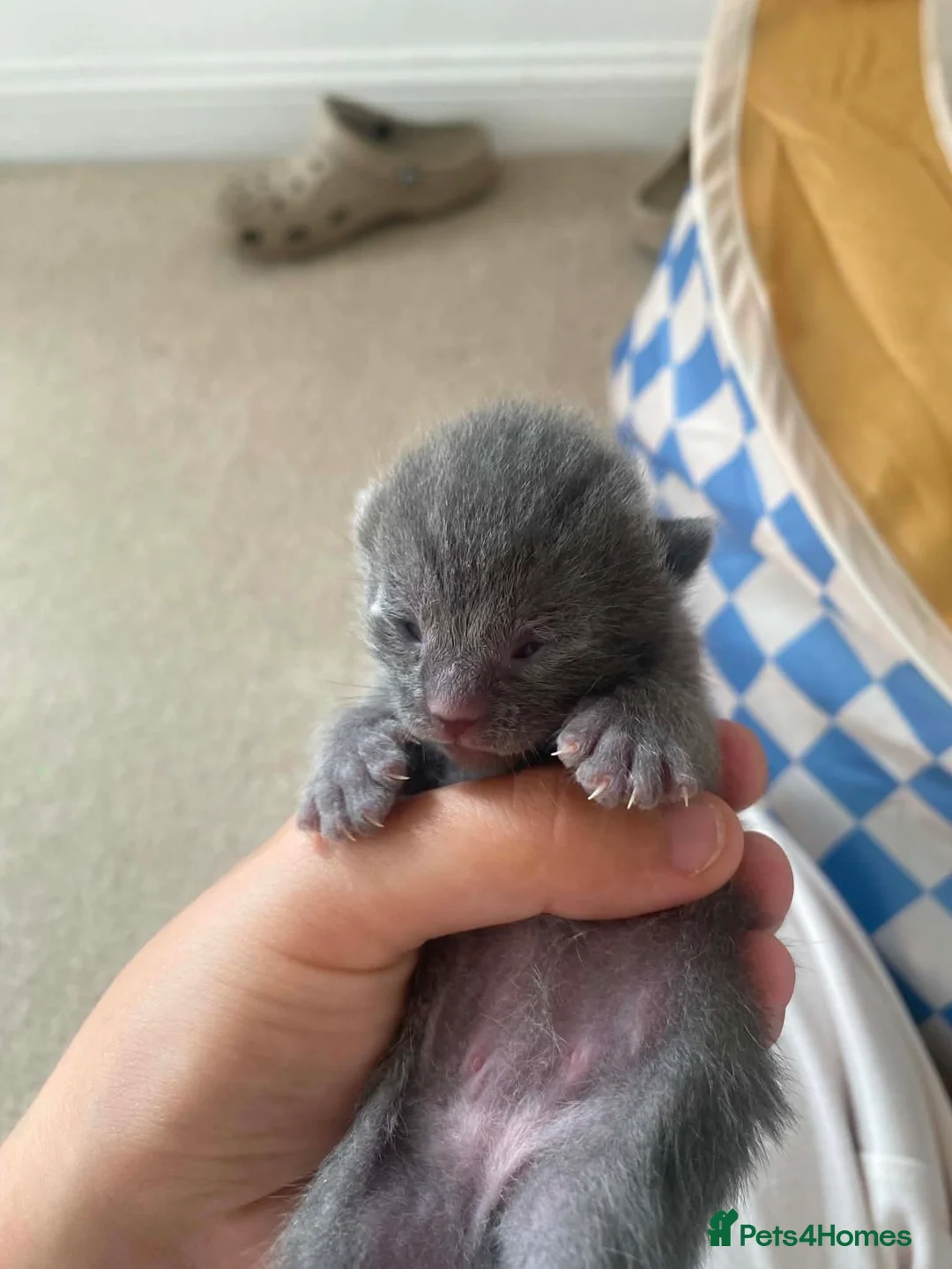 Mixed Breed cats for sale: 5 British shorthair x domestic shorthair kittens in Derby - Advert 6