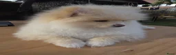 Pomeranian dogs for sale: Pomeranian Puppies - Advert 6