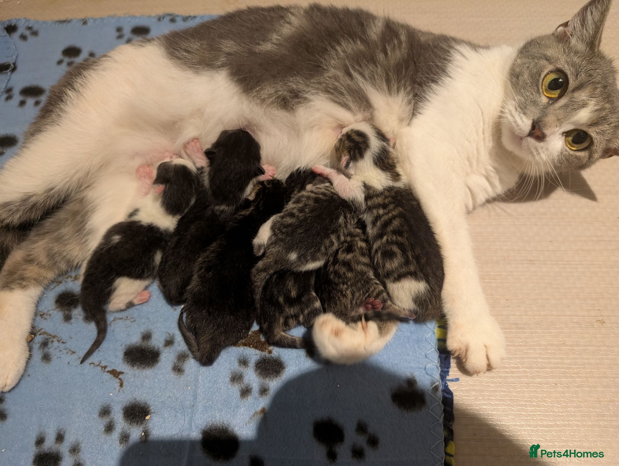 Mixed Breed cats 2 Litters Available  - Advert 10