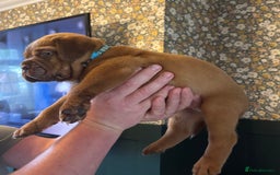 Dogue De Bordeaux dogs for sale: 6 stunning chunky Douge de Bordeux pups - Image 18