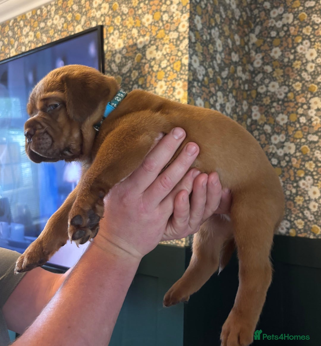 Dogue De Bordeaux dogs for sale: 6 stunning chunky Douge de Bordeux pups - Image 18
