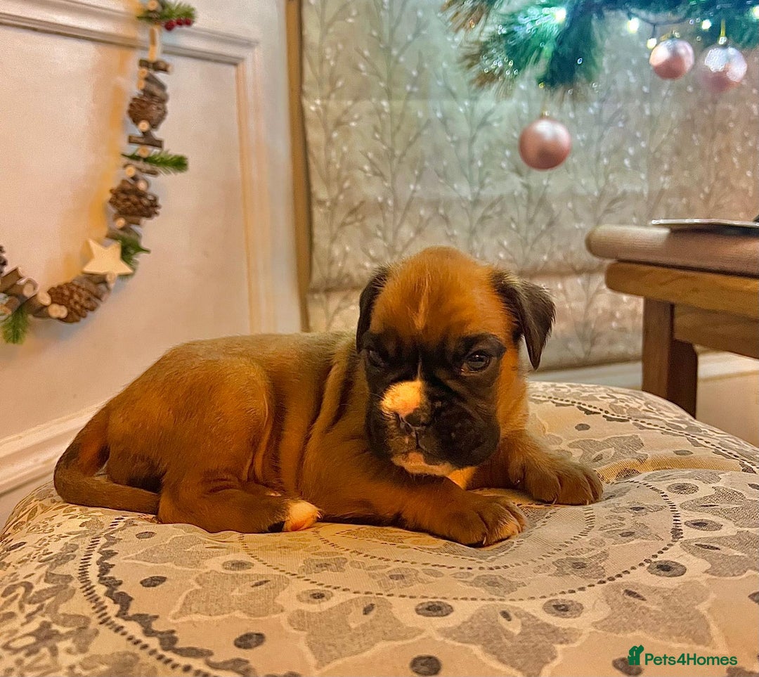 Boxer dogs for sale: Beautiful Pedigree Girls - Advert 18