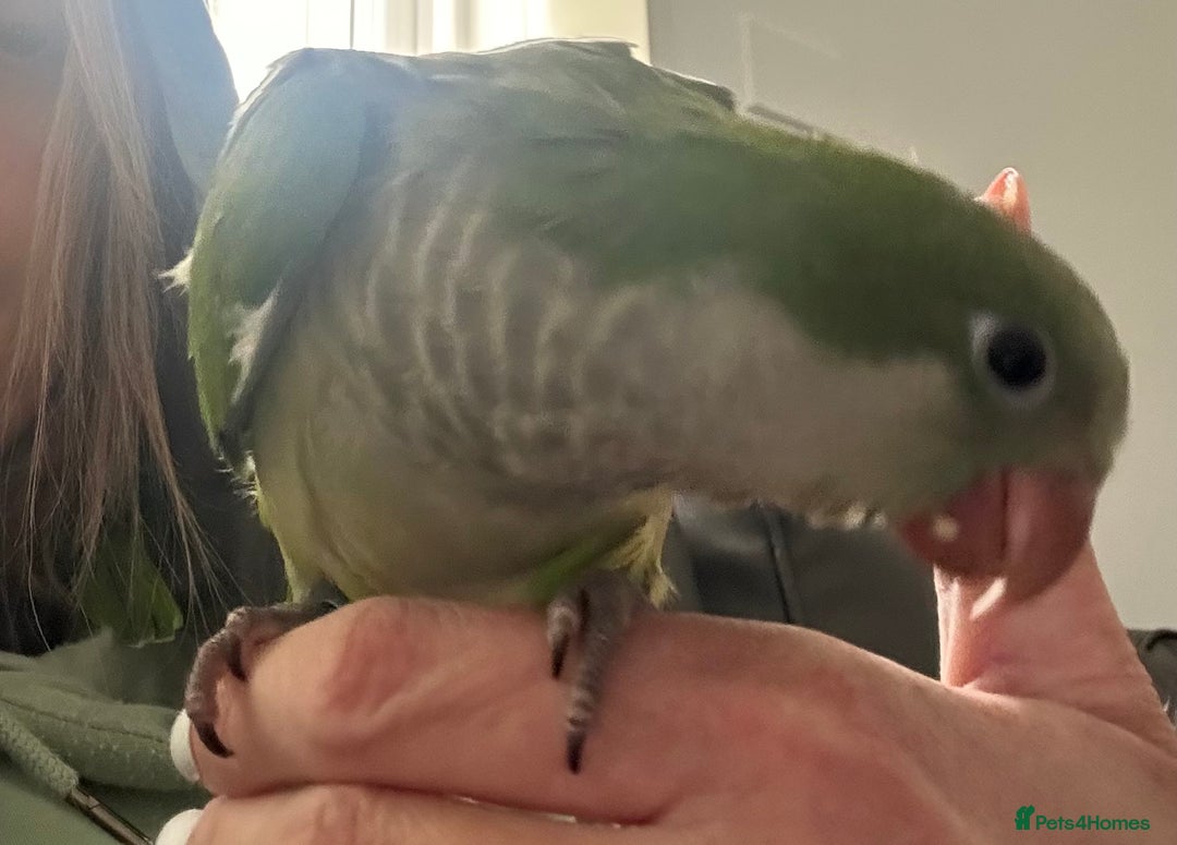 Parakeets birds for sale: 2 male Hand reared green Quaker  - Image 10