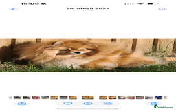 Pomeranian dogs for sale: Stunning Blue Pomeranian Female - Advert 11