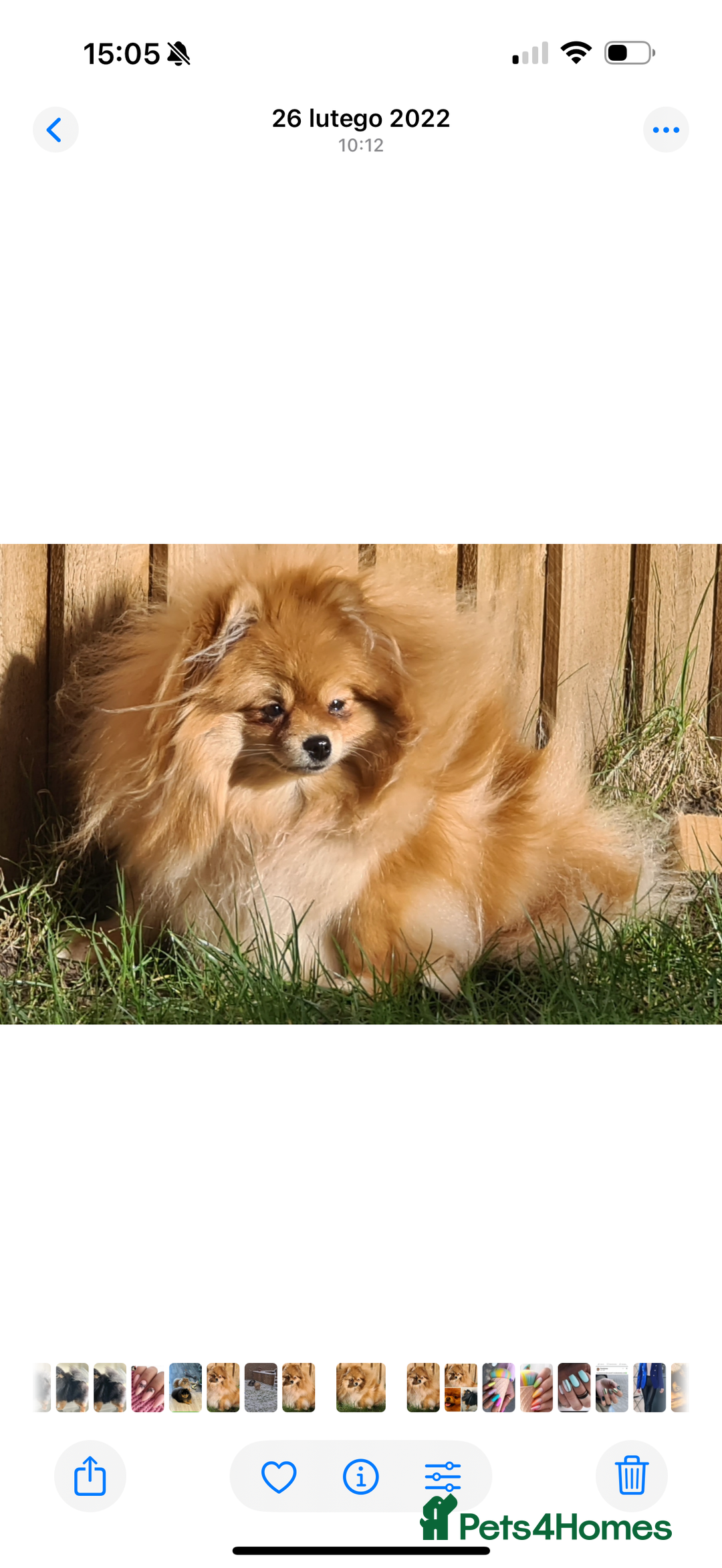 Pomeranian dogs for sale: Stunning Blue Pomeranian Female - Advert 11