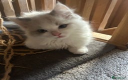 Ragdoll cats for sale: 2 Ragdoll Sisters - Image 1