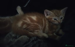Mixed Breed cats for sale: Adorable playful kittens - Image 5