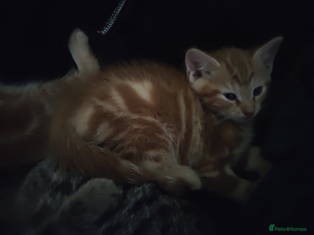Mixed Breed cats for sale: Adorable playful kittens - Image 5