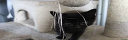 Mixed Breed cats for sale: 6 kittens for sale in Stourbridge - Advert 8