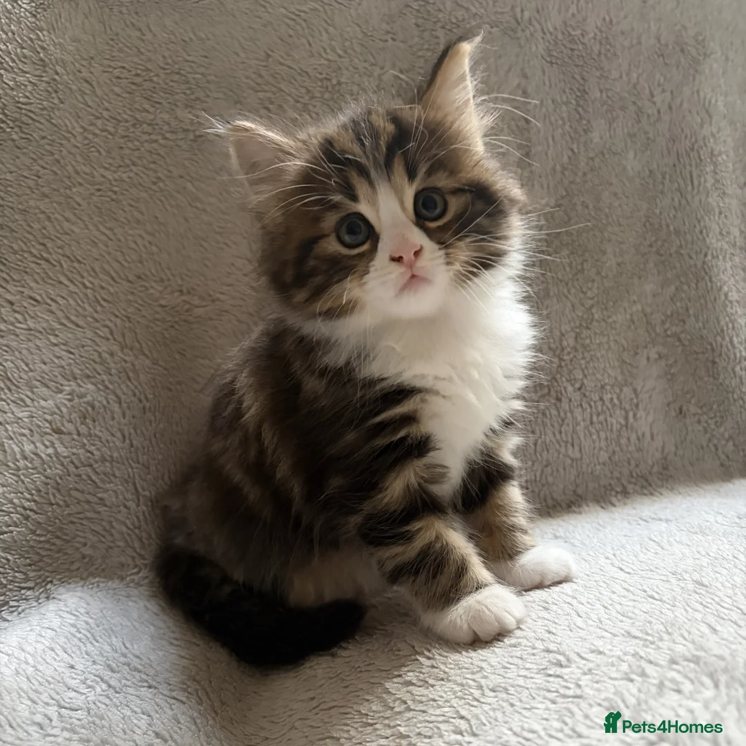 Mixed Breed cats for sale: Adorable Kittens Looking for Their Forever Home - Advert 14
