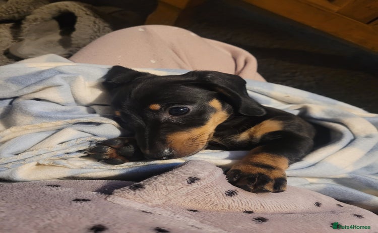Miniature Dachshund dogs - Advert 12