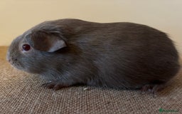 Guinea Pig rodents for sale: Purebred Lilac Self Guinea Pigs  - Image 3
