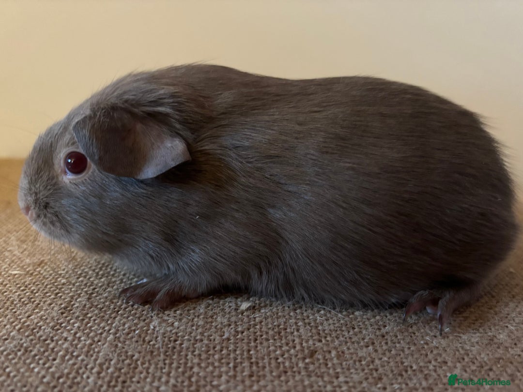 Guinea Pig rodents for sale: Purebred Lilac Self Guinea Pigs  - Image 3