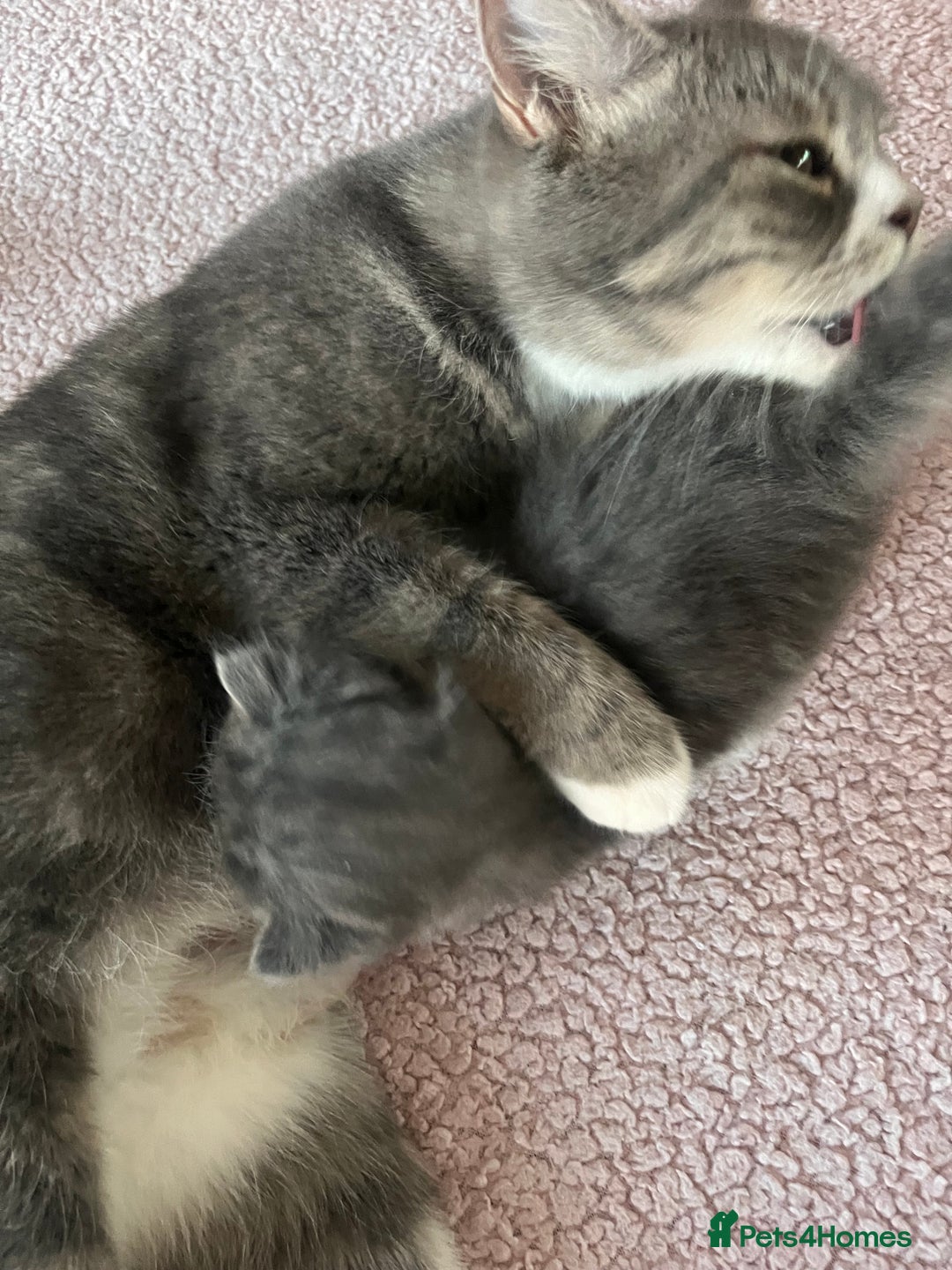 Maine Coon cats for sale: maincoon cross british shorthair  - Advert 1