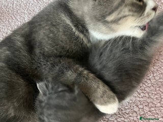 Maine Coon cats maincoon cross british shorthair - Advert 1