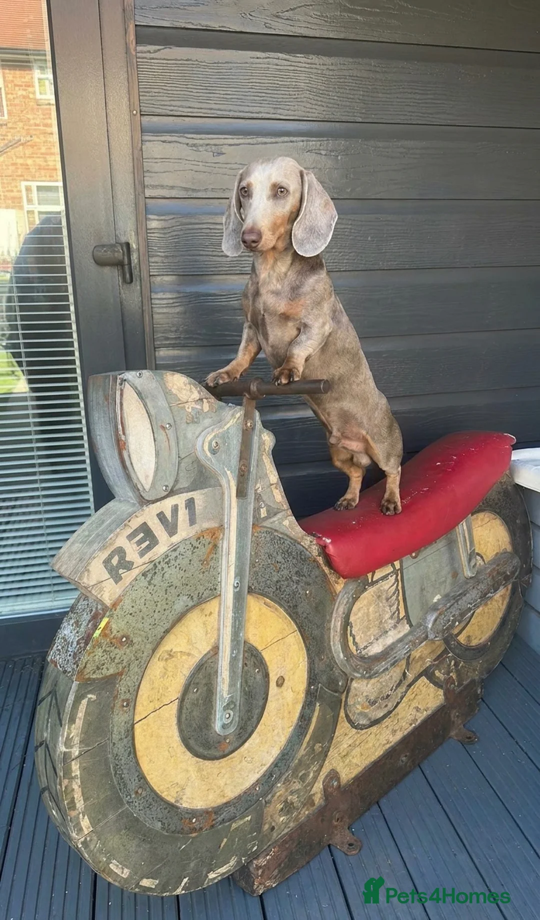 Miniature Dachshund dogs for stud: Miniature dachshund stud  - Advert 2