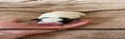 Staffordshire Bull Terrier dogs for sale: Beautiful staffy x pups  - Advert 11
