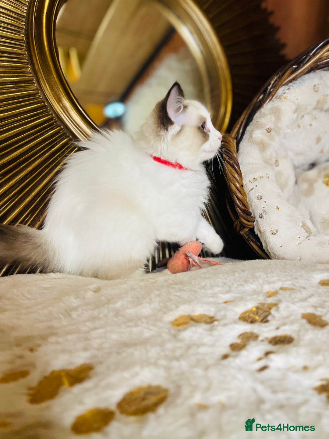 Ragdoll cats for sale: QUALITY GCCF RAGDOLLS KITTENS READY NOW  - Image 20