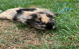 Guinea Pig rodents for sale: Male and Female Guinea Pigs For Sale  - Image 5