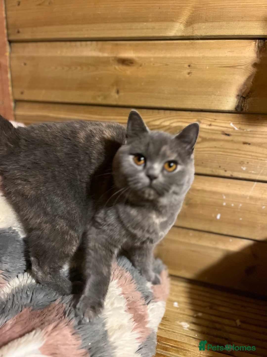 British Shorthair cats for sale: Gccf female British Shorthair - Advert 5