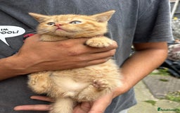 British Shorthair cats for sale: X BSH kittens - Image 13