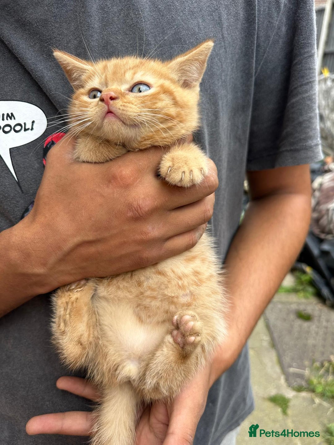 British Shorthair cats for sale: X BSH kittens - Image 13