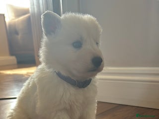 White Swiss Shepherd dogs - Advert 2