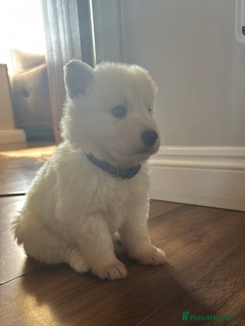 White Swiss Shepherd dogs - Advert 3