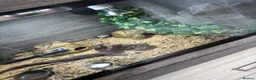 Leopard Gecko reptiles for sale: Leopard Gecko with full set up - Advert 4