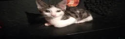 Mixed Breed cats for sale: 2 Beautiful kittens  - Advert 5