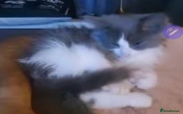 Ragdoll cats for sale: Ragdoll x - Image 9