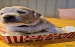 Golden Retriever dogs for sale: Beautiful golden retriever puppies - Image 7
