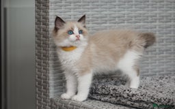Ragdoll cats for sale: 🐈✨ Tica Registered Ragdoll Kittens in Tamworth - Image 2