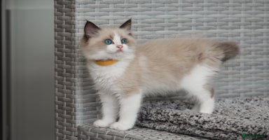 Ragdoll cats in Tamworth - Advert 3