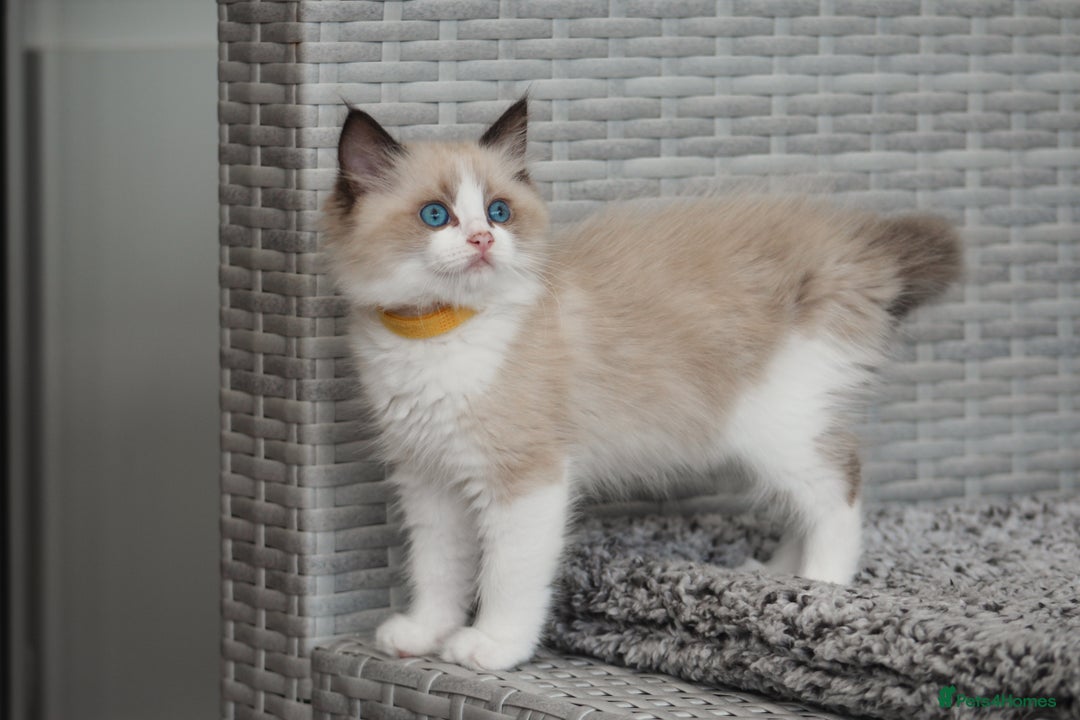 Ragdoll cats for sale: 🐈✨ Tica Registered Ragdoll Kittens in Tamworth - Image 2