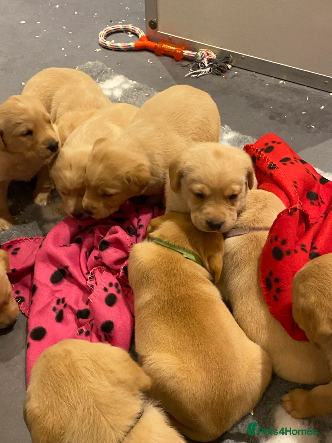 Labrador Retriever dogs for sale: Yellow/Fox Red Labrador puppies - Advert 9